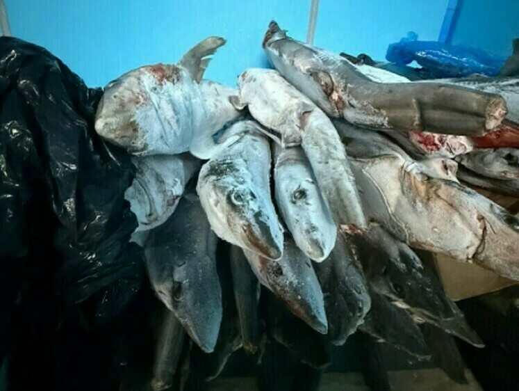Изображение В ангаре нашли 6 тонн камбалы, калкана и катрана без документов