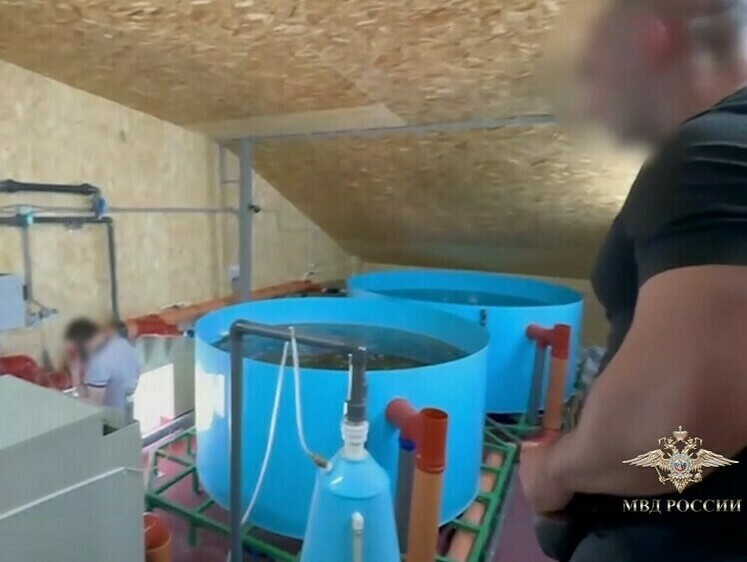 Изображение В Волгограде нашли цех подпольный осетровой аквакультуры