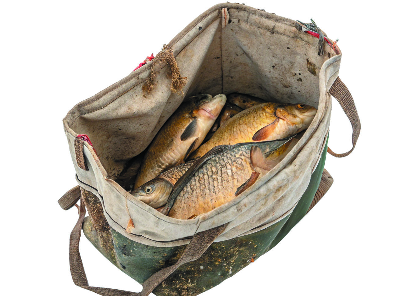 Изображение фото dirty-old-canvas-bag-full-of-carp-on-a-white-backg