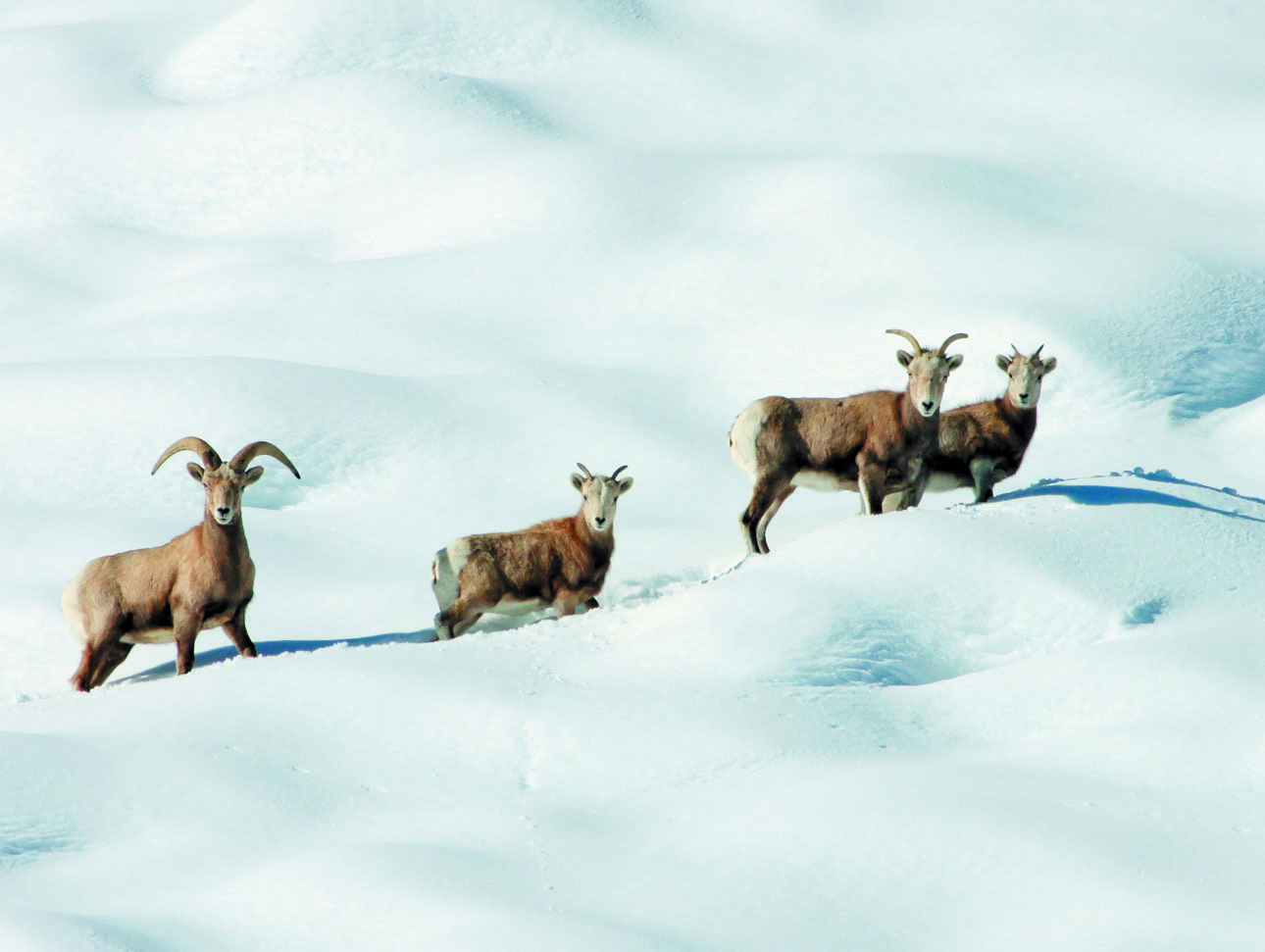 Изображение ФОТО CALIFORNIA DEPARTMENT OF FISH AND WILDLIFE/WIKIMEDIA.ORG (CC BY 2.0)