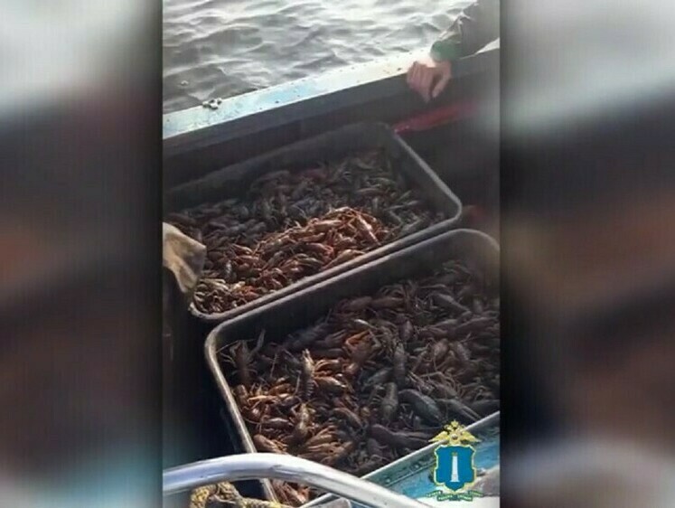Изображение В Ульяновской области полицейские опять изъяли крупную партию раков