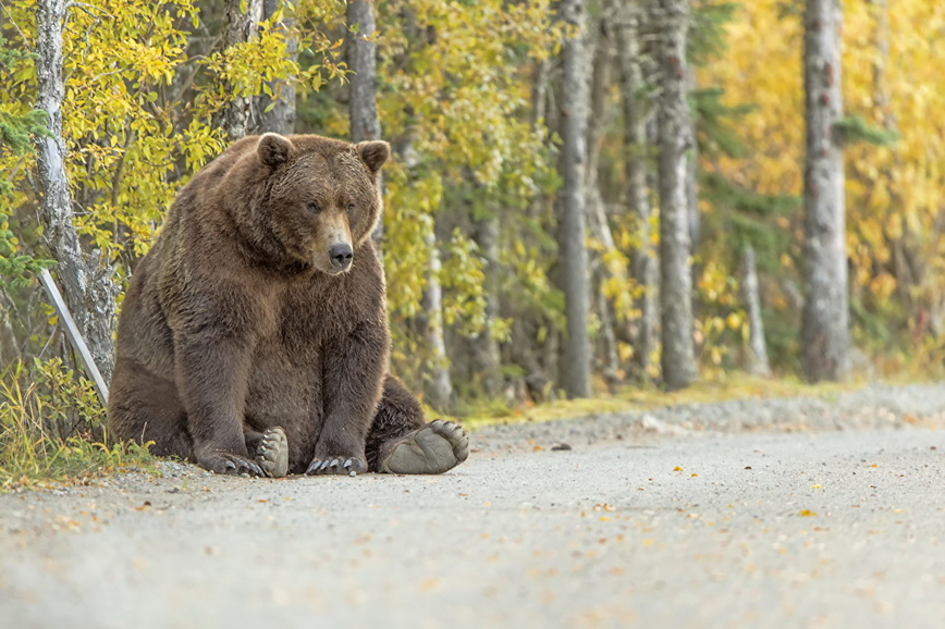 Изображение Фото: 1zoom.ru