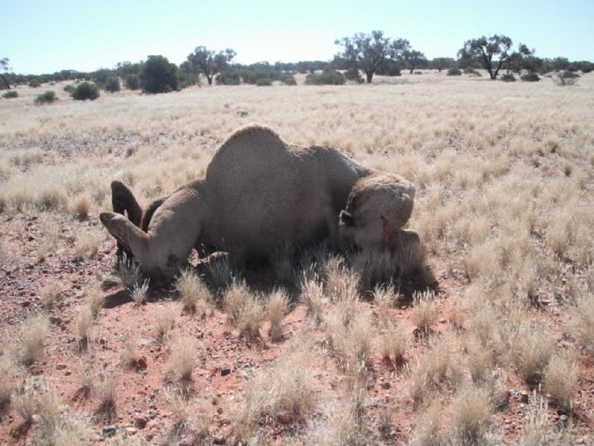 Изображение Фото: africahunting.com