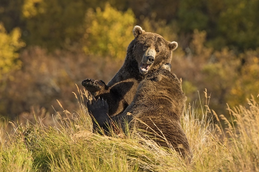 Изображение Фото: 1zoom.ru