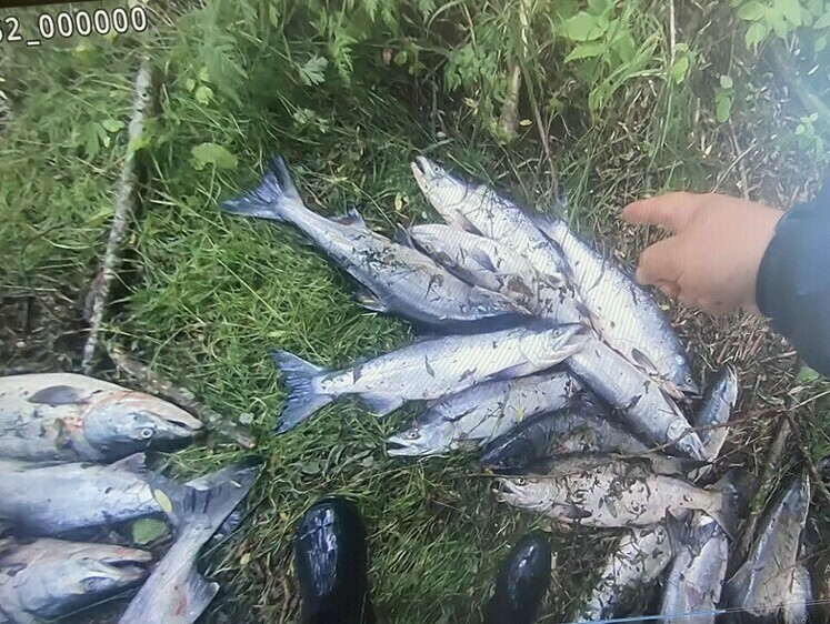 Изображение Браконьер успел скрыться, бросив лодку и улов