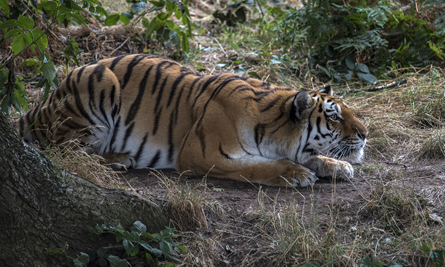 Изображение Фото: 1zoom.ru