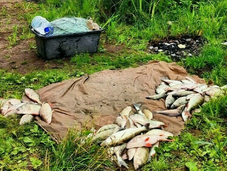 Изображение Качество воды и рыбы Вазузского водохранилища соответствует нормам