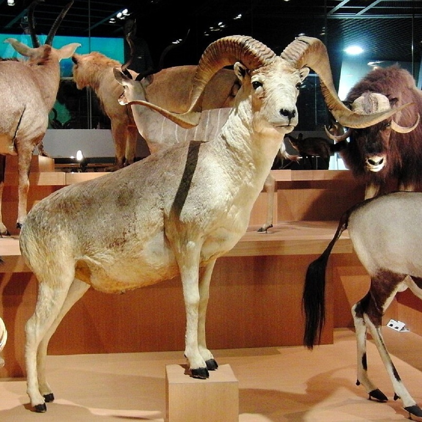 Изображение Аргали. Фото: ru.wikipedia.org
