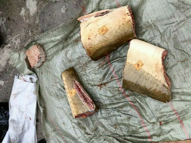 Изображение Окончено расследование по делу о незаконном обороте амурских осетров