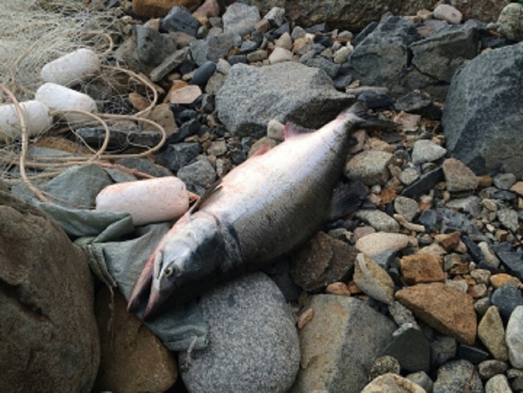 В Магаданской области продолжается операция «Путина – 2025»  