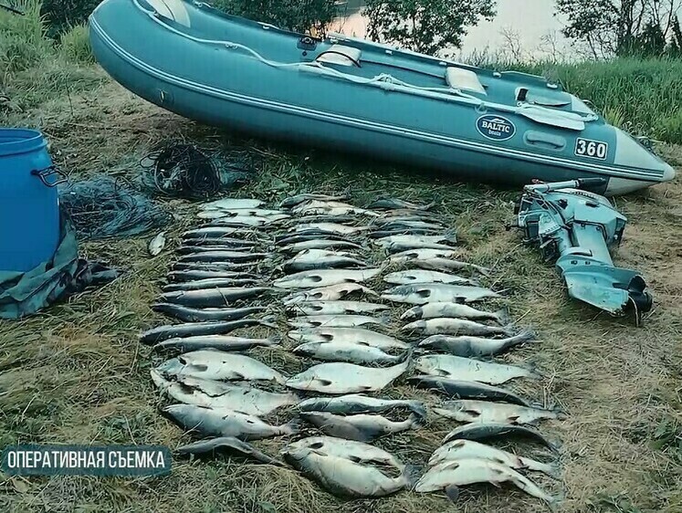 Изображение Приезжие браконьеры попались на добыче горбуши