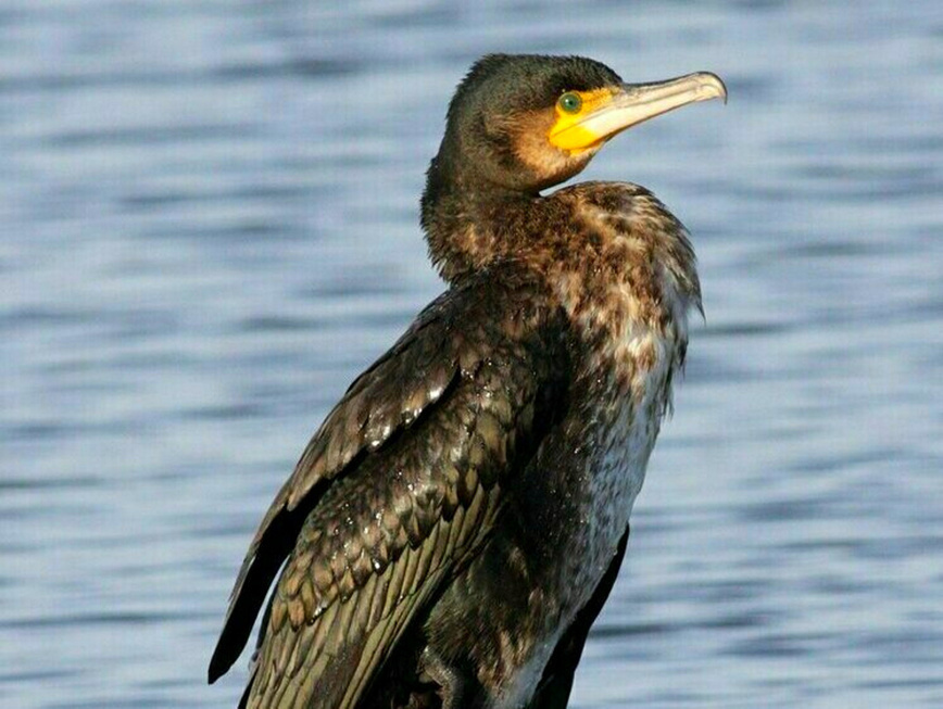 Изображение PHALACROCORAX (БАКЛАН). ФОТО: RU.WIKIPEDIA.ORG