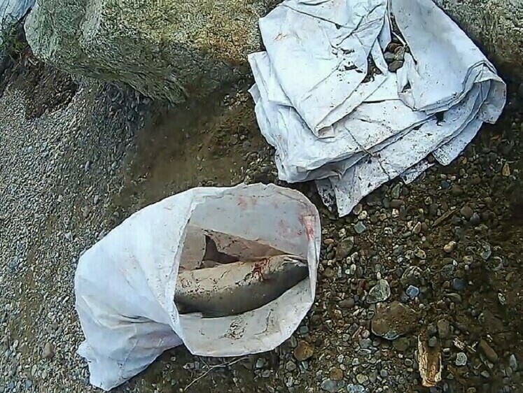 Изображение Сахалино-Курильская рыбоохрана поймала двух заготовителей икры