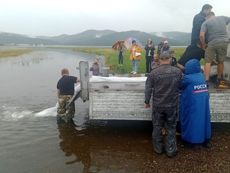 Изображение Иркутские водоемы зарыбляют хариусом и пелядью