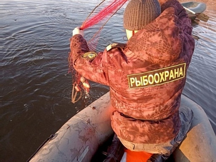 Изображение Северо-Восточная рыбоохрана за неделю изъяла полтонны рыбы