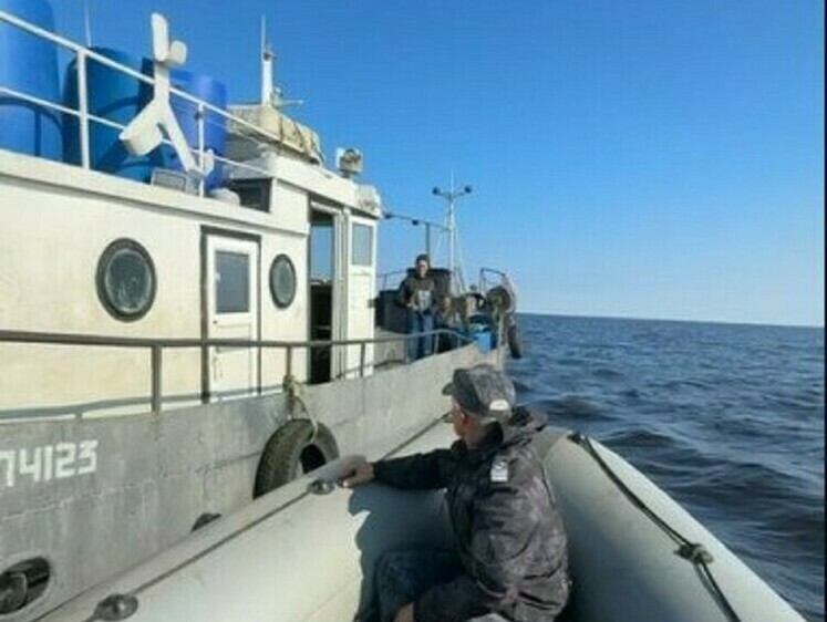 Изображение На Ладоге незаконно наловили судаков почти на миллион