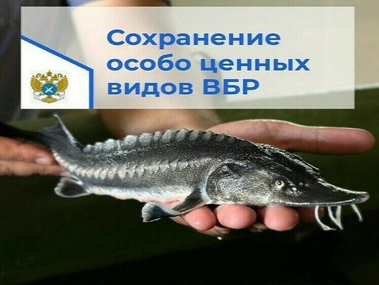 Изображение В воды Дона уже выпущено 13,43 млн стерляди и 1,57 млн белуги