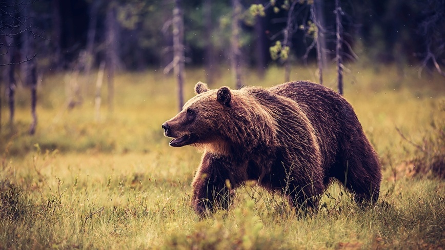 Изображение Фото: 1zoom.ru/kycb