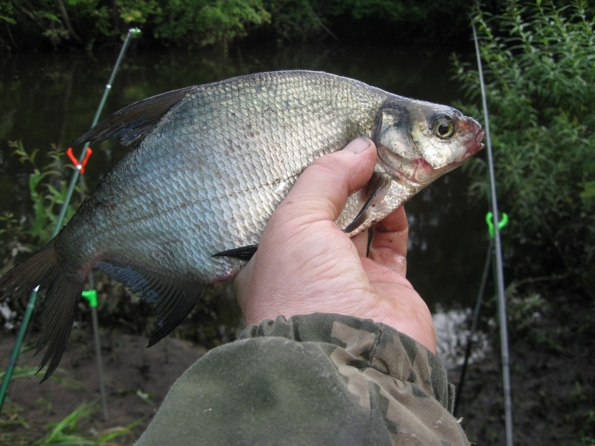 Изображение Фото автора. 