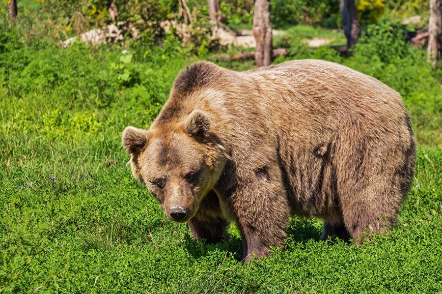 Изображение Фото: 1zoom.ru/Woodman
