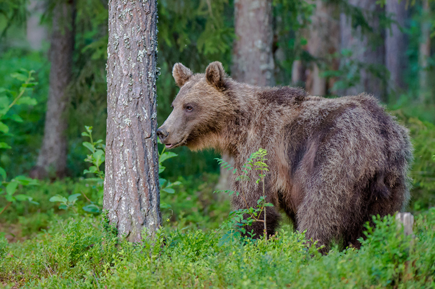 Изображение Фото: 1zoom.ru/kycb