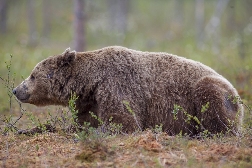 Изображение Фото: 1zoom.ru/woodman