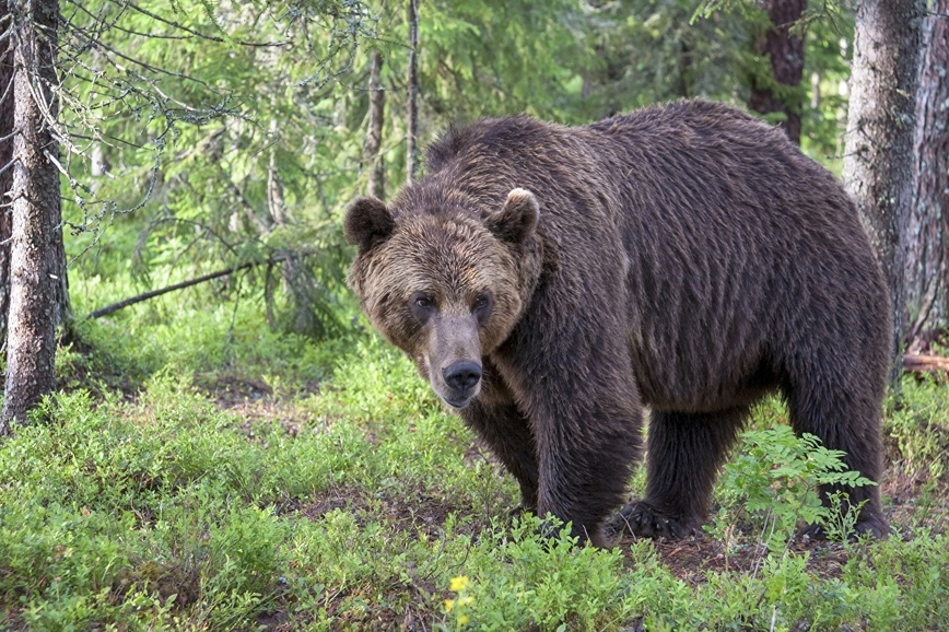 Изображение Фото: 1zoom.ru/woodman