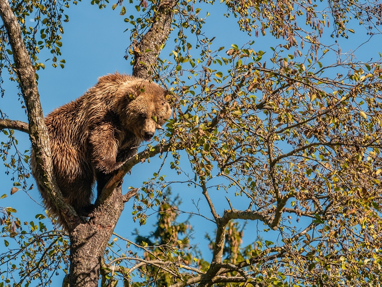 Изображение Фото: 1zoom.ru/woodman