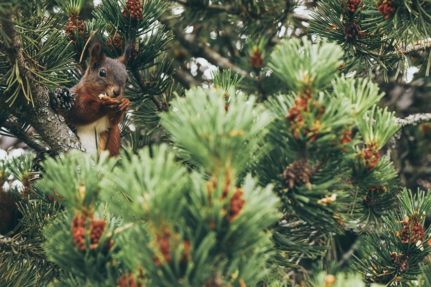 Изображение Фото: 1zoom.ru/woodman