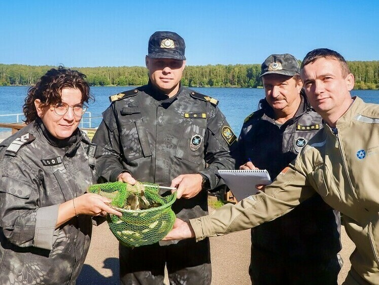 Изображение В Десногорское водохранилище выпустили 40 тысяч мальков черного амура