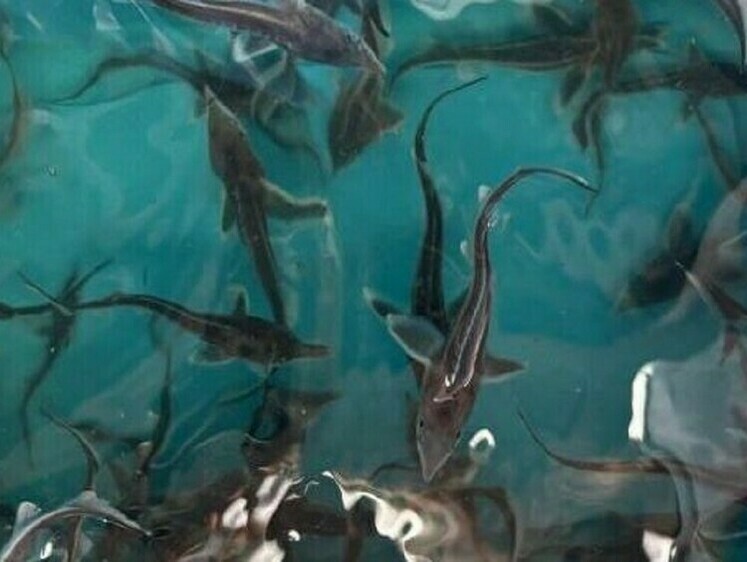 Изображение Компенсационные зарыбления стерлядью прошли успешно