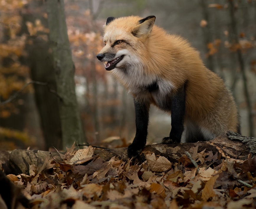 Изображение Фото: 1zoom.ru/kycb