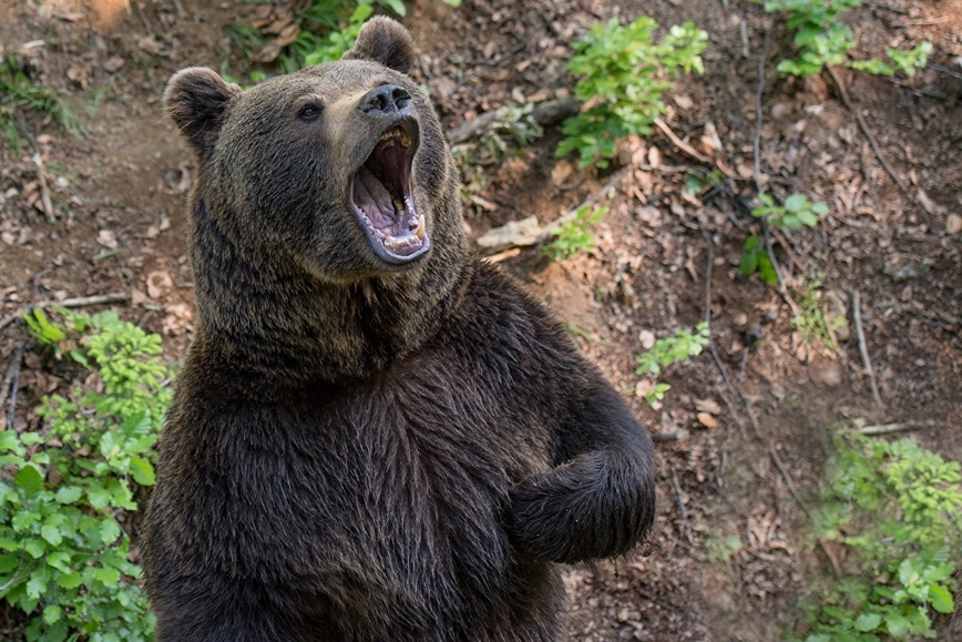 Изображение Фото: 1zoom.ru/woodman