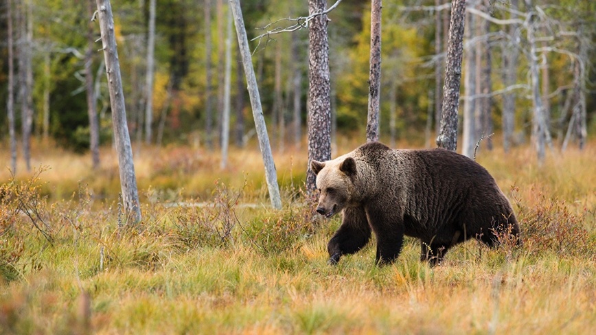 Изображение Фото: 1zoom.ru/kycb