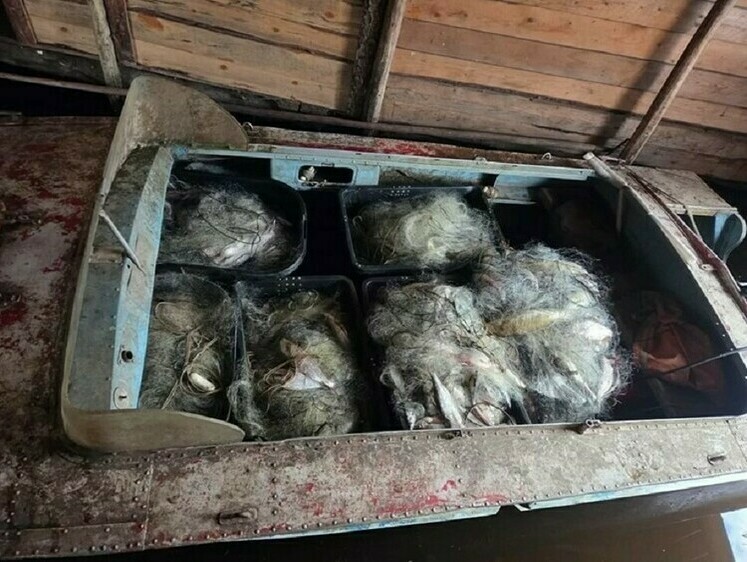 Изображение Браконьерский улов в Вологодской области потянул на 300 тысяч