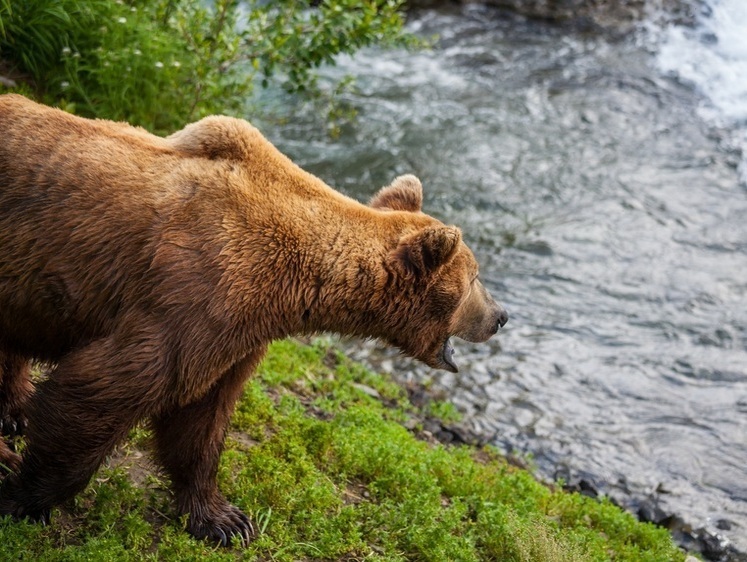 Изображение Начали стрелять. Хакаских бурых медведей терпеть больше невозможно