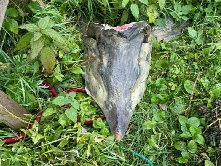 Изображение Полицейские выясняют, у кого житель приобрел куски калуги