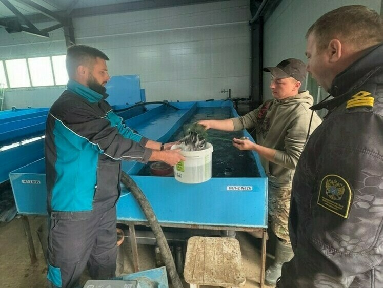 Изображение В Горьковское водохранилище выпустили еще 33 тыс. стерлядок