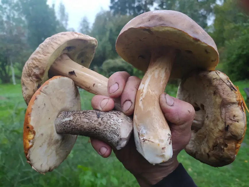 Изображение Фото автора 