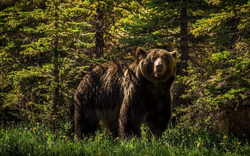 Изображение Фото: 1zoom.ru/sepik