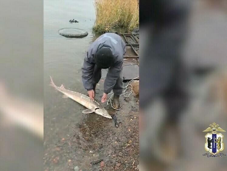 Изображение В Хабаровском крае возбуждены уголовные дела на браконьеров