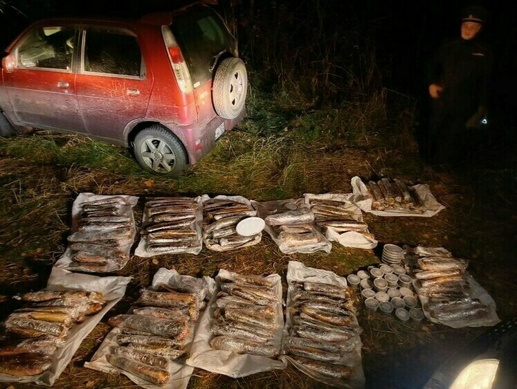 Изображение У пожарного нашли 217 стерлядей, 10 кг икры и запрещенные снасти