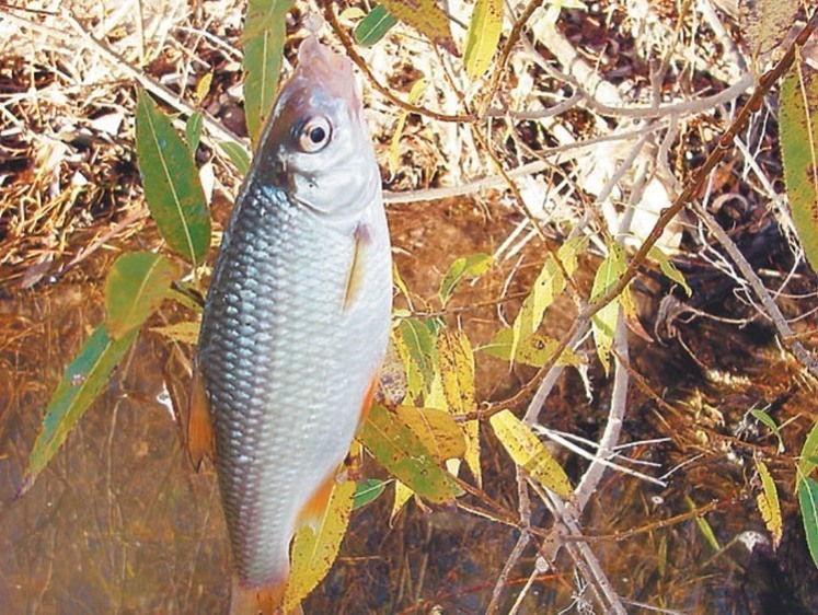 Ловля осенней плотвы на мормышку