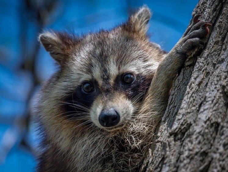 Кубанский отстрел не требуется. Живите со своими енотами дальше