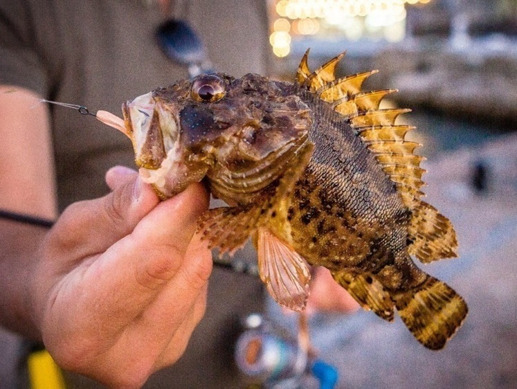 В Крыму начинается запрет на любительскую рыбалку 