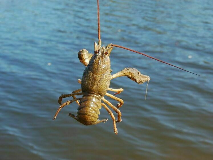 Госавтоинспекторами задержан водитель с 427 кг раков