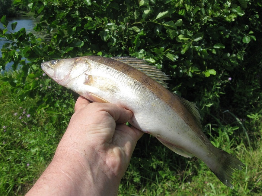 Изображение Фото автора.