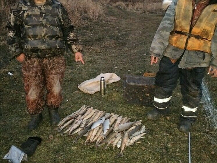 На Оби задержали двух местных жителей, поймавших 32 стерляди
