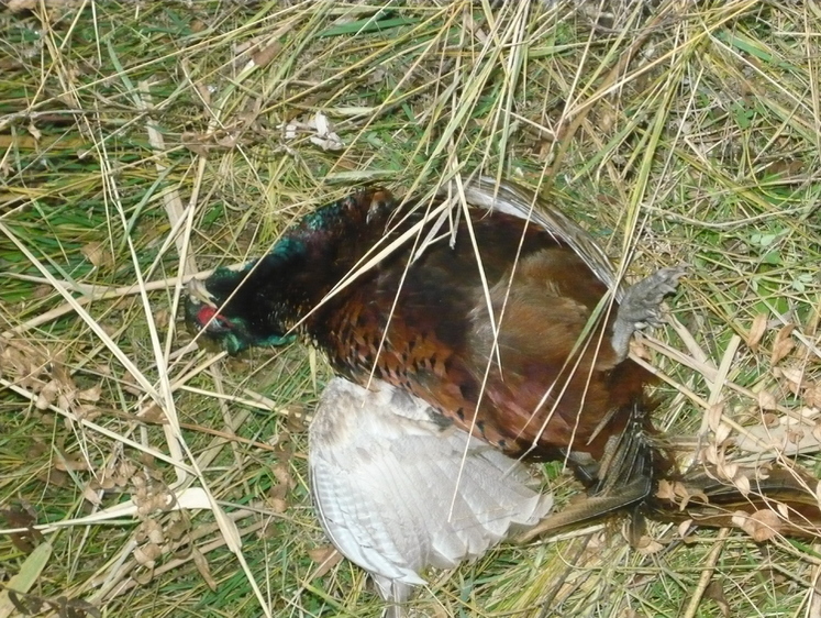 Нормы добычи пушнины и фазанов в Астраханской области в сезон 2025-26