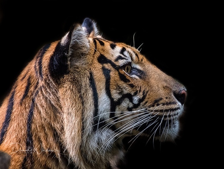 Полосатым хищникам снова неймется. В Приморье тигр атаковал машину